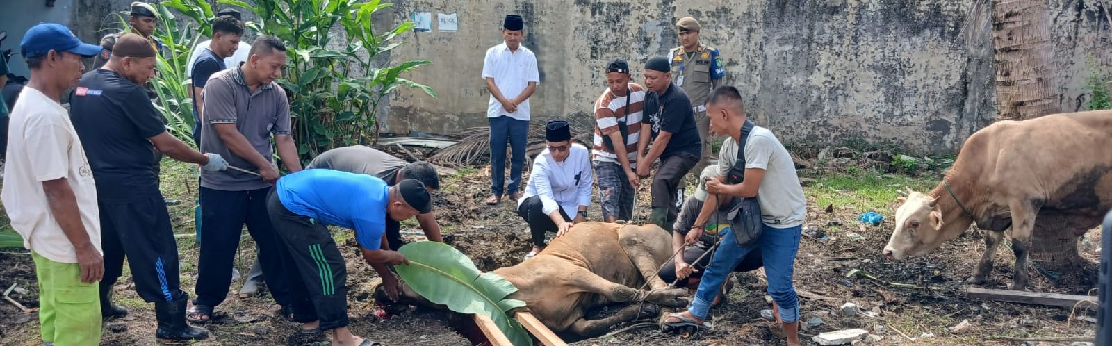 Kegiatan Pengamanan Dan Pengawalan Walikota Medan dan Wakil Walikota Medan Pada acara Penyembelihan Hewan Qurban